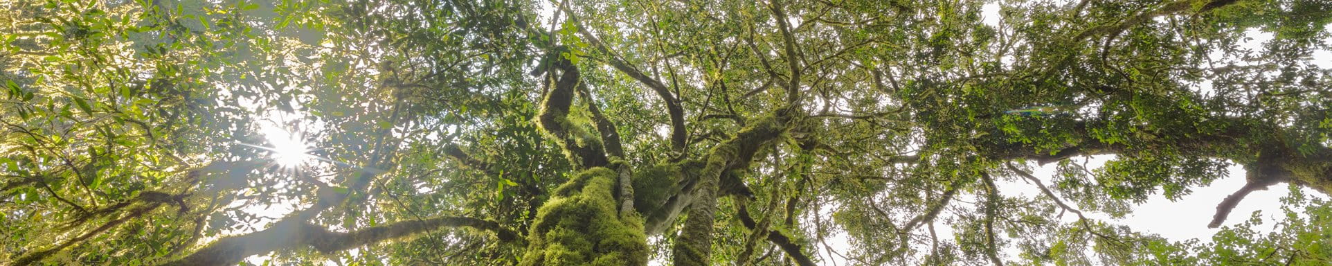Arbre vert avec de nombreuses branches