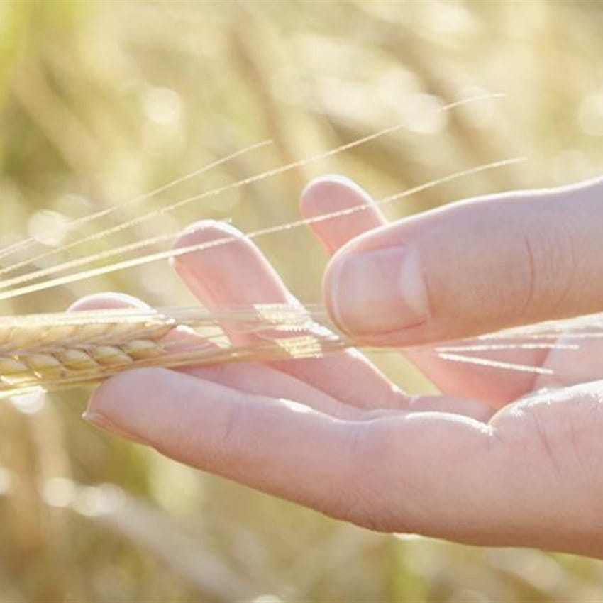 Eine Frau steht auf dem Feld und streicht mit der Hand über Getreide.