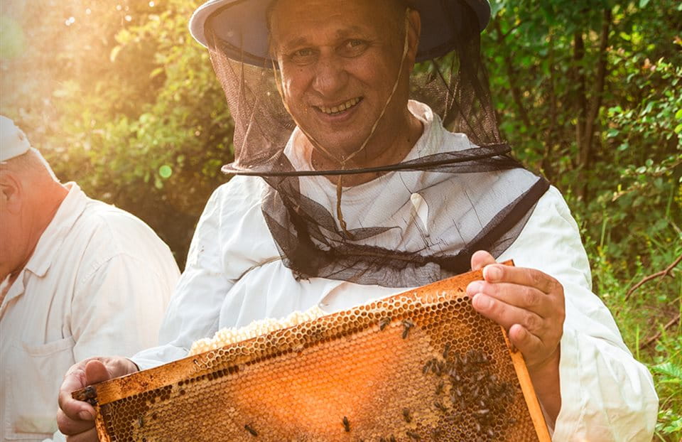 Imker in Schutzkleidung hält Bienenwabe