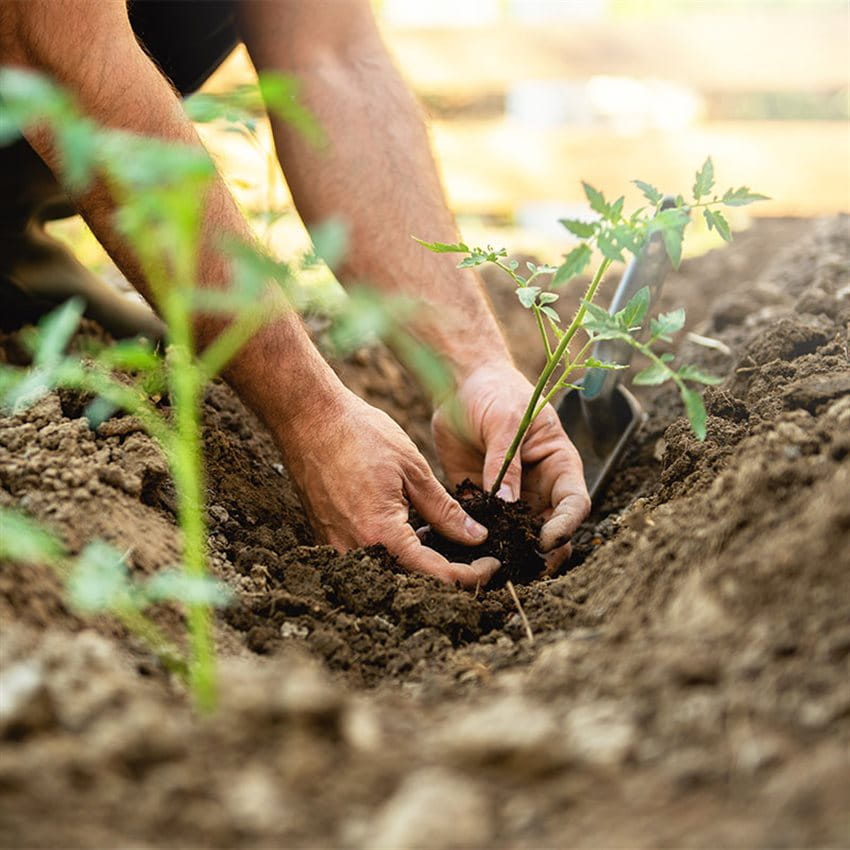 Two hands planting a cutting